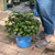 Hydrangea macrophylla E.S.Bloomstruck 239576